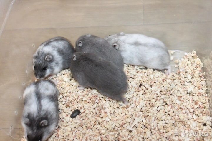 Джунгарские хомячки неповторимые редкие окрасы