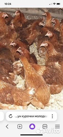 Куры молодки несушки