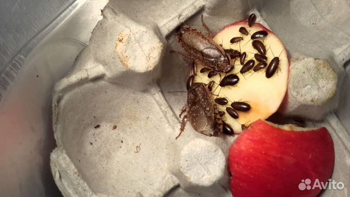 Мраморный таракан. Корм