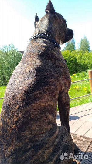 Вязка питбультерьера