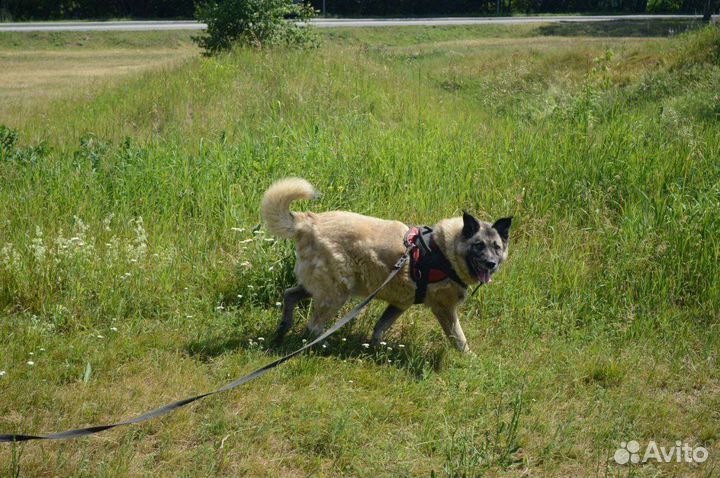 Собака в добрые руки