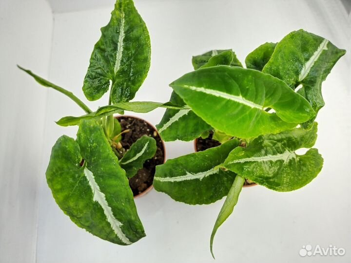 Сингониум вендланда