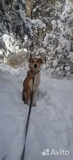 Собака девочка