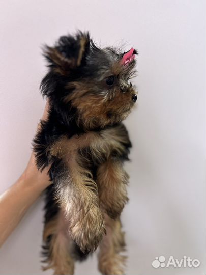 Йоркширский терьер