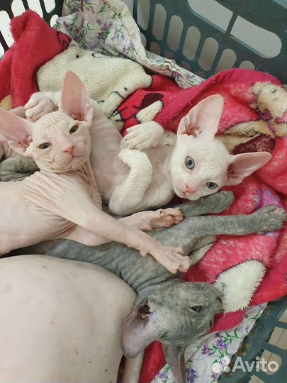 Канадский сфинкс котенок