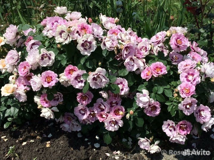 Роза Еyes for you/ Айс фо ю