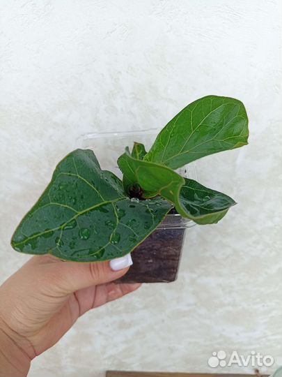 Фикус Лирата бомбино