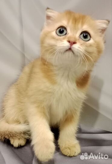 Шотландская