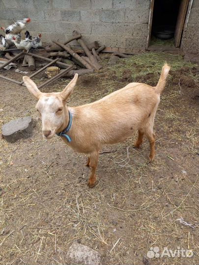 Продажа коз