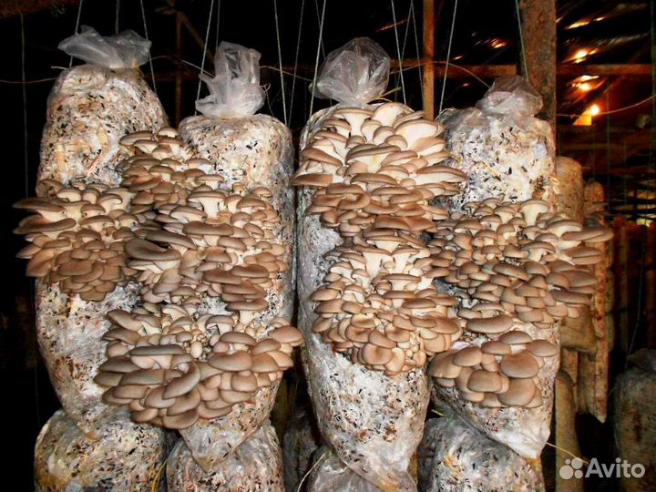 Гpибницa вeш