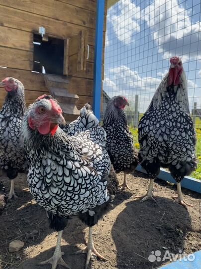 Виандот Серебро И Брама Изабелла