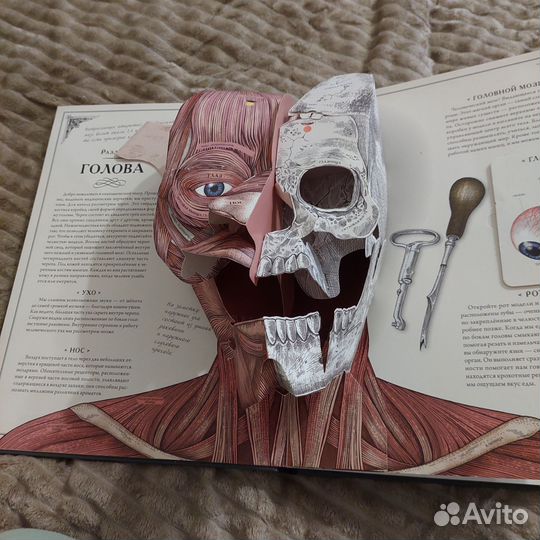 Книга Тело человека