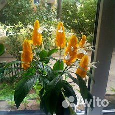 Фиалки, стрептокарпусы.ахименесы и др