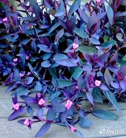 Традесканция бледная