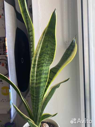 Сансевиерии сортовые