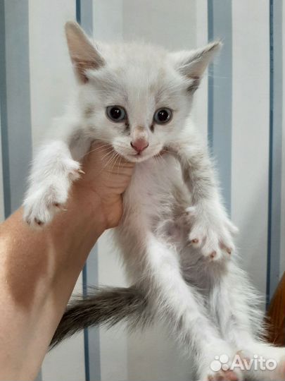 Котята в добрые руки бесплатно