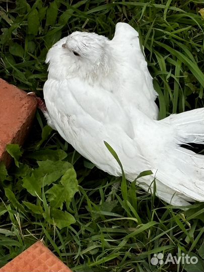 Голубь белый