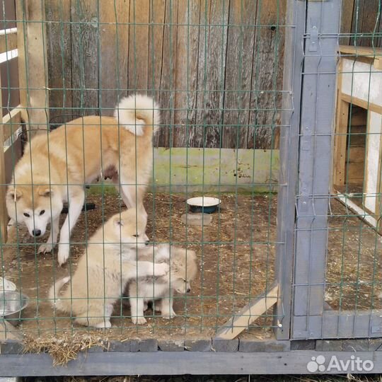 Щенки акита ину