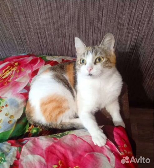 Ласковая, трёхцветная кошка Маргоша ищет дом