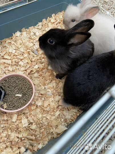 Кролики карликовые