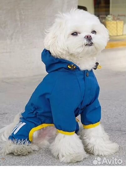 Одежда для собак