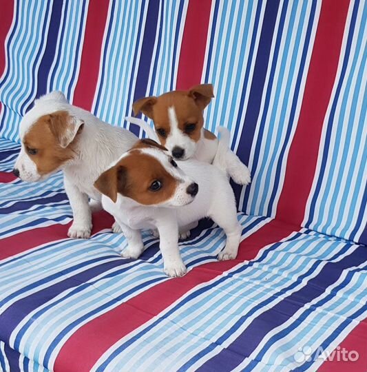 Собаки щенки