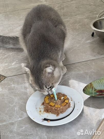 Кот золотая шиншилла мальчик