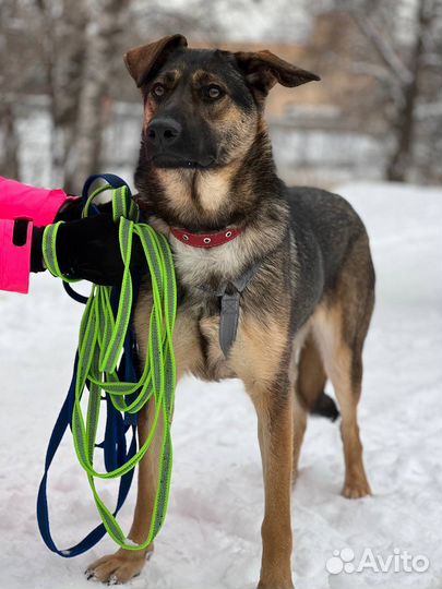 Чудесная,добрая собака хочет домой