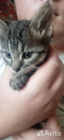 Котята 2.5месаца кушают домашние красивые