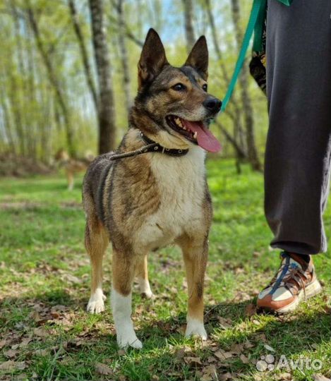 Собака Тома для дома