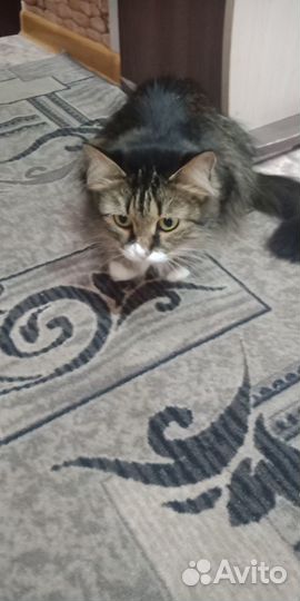 Кошка в дар бесплатно