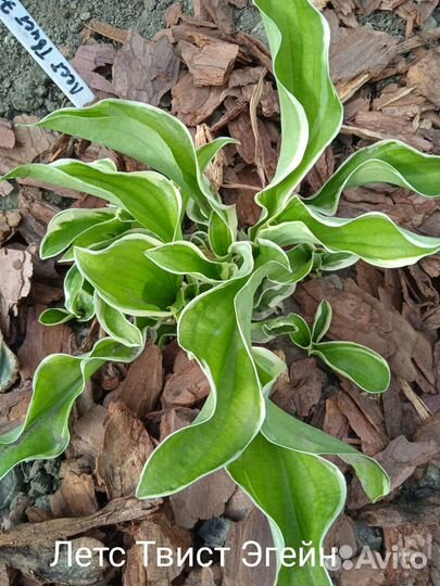 Хосты 20 видов