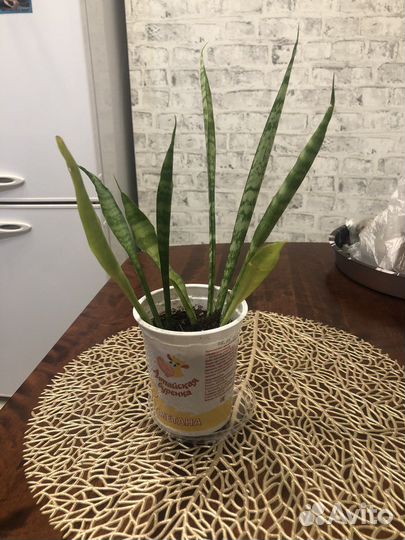 Сансевиерия