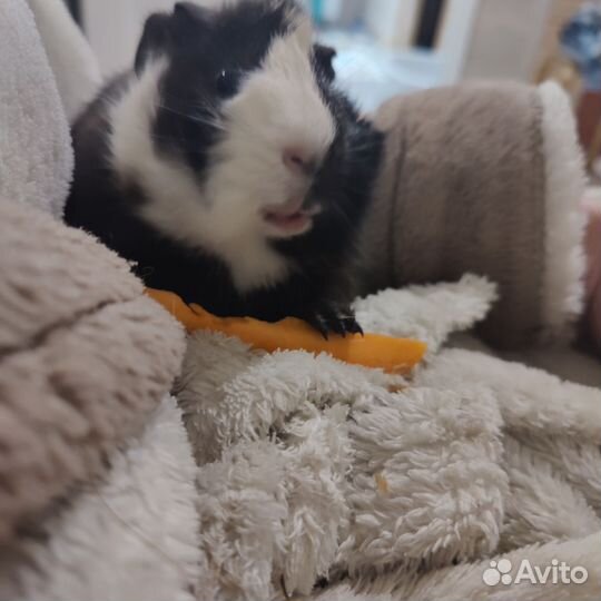 Морская свинка