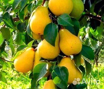 Колоновидная яблоня и груша