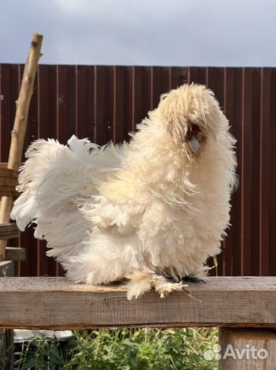 Петух китайский шелковый