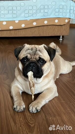 Мопс вязка мальчик