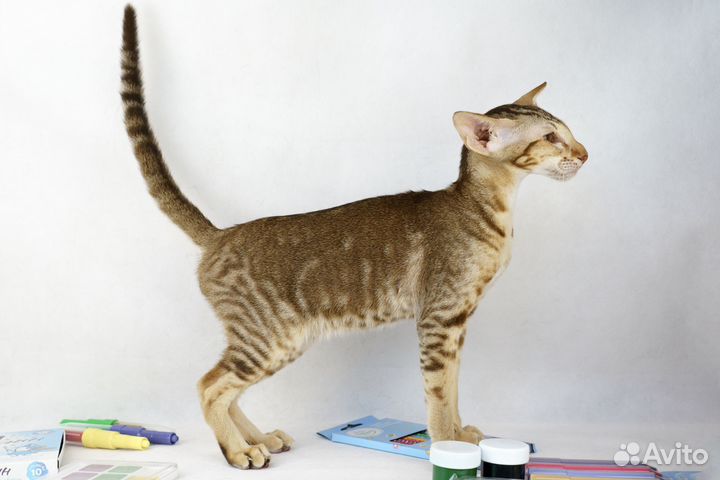 Ориентальные котята