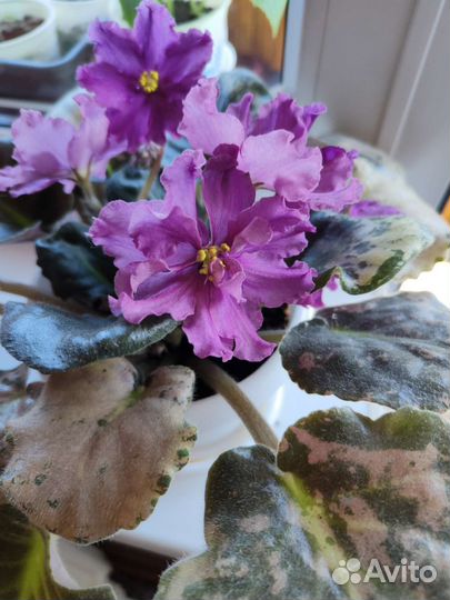 Сортовые фиалки