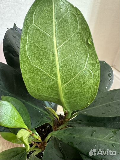 Фикус Циатистипула