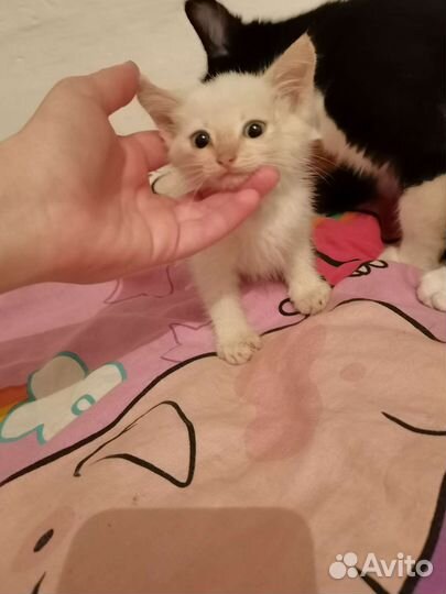 Котенок в добрые руки бесплатно