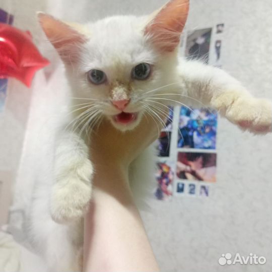 Котенок Зефирчик