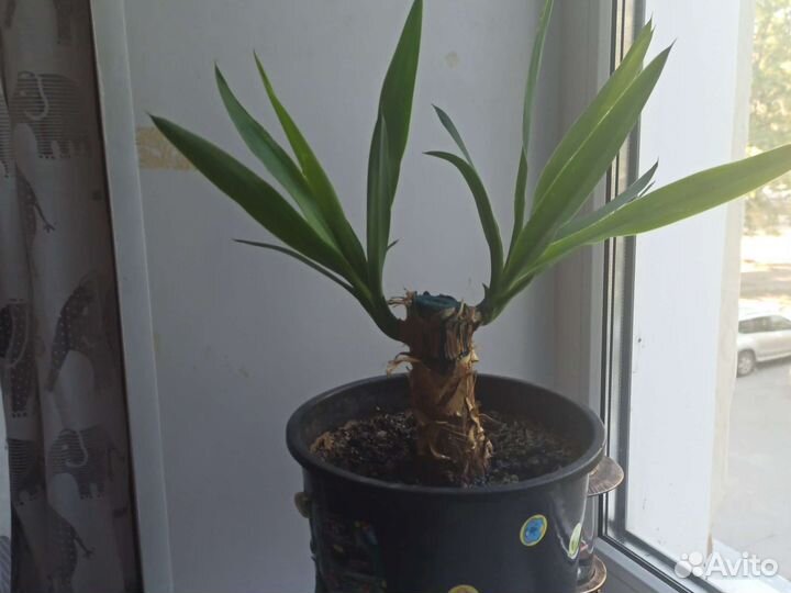 Драцена, Юкка, пальма