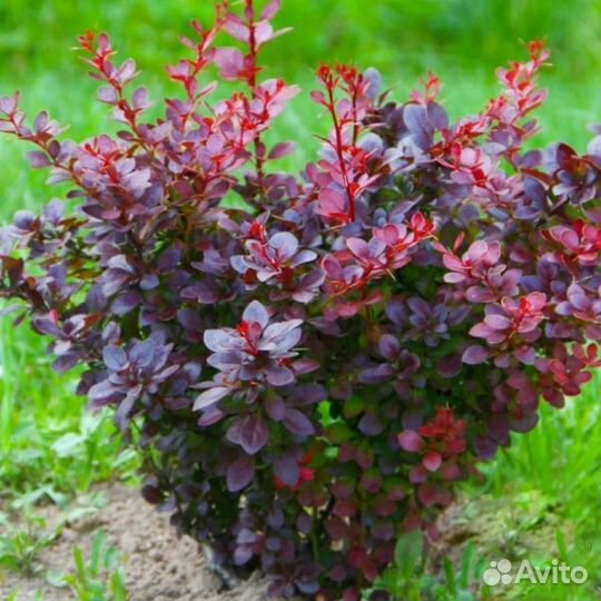 Барбарис Тумберга пурпурный