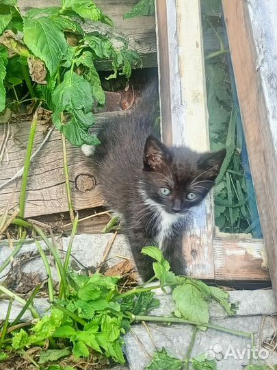 Котята в добрые руки бесплатно,4мальчика,1 девочка