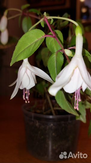 Комнатные цветы фуксия