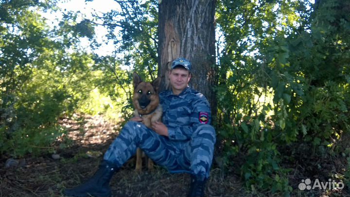 Дрессировка и обучение собак (кинолог) онлайн