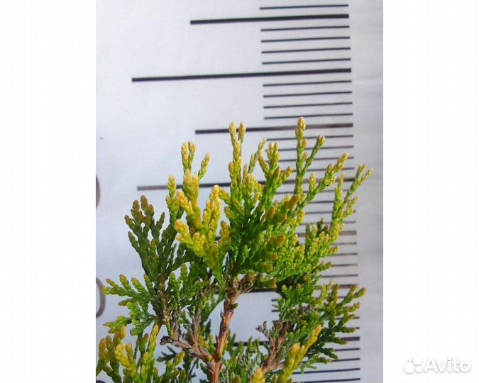 Туя западная Корник