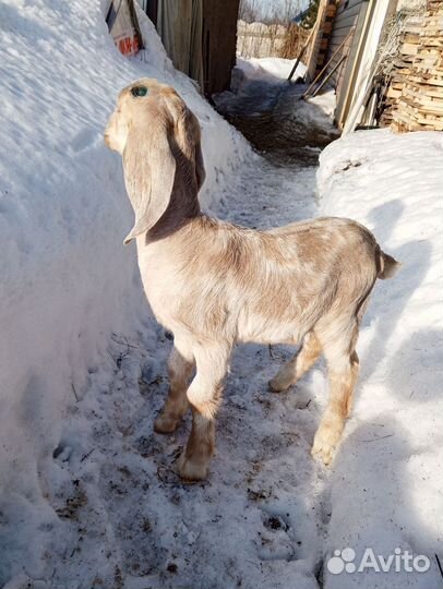 Козлята нубийские
