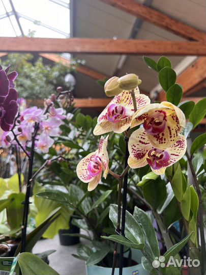 Орхидея, фаленопсис